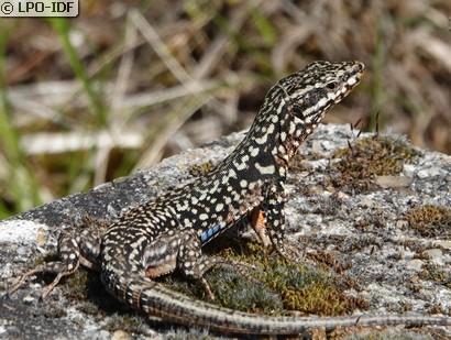 Lézard des murailles