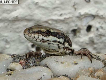 Lézard des murailles