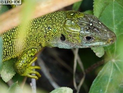 Lézard à deux raies