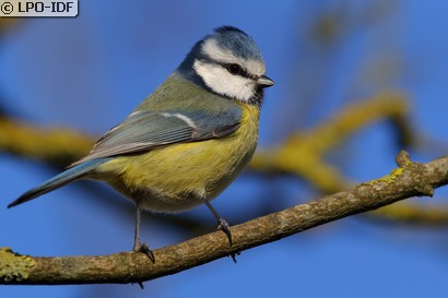 Mésange bleue
