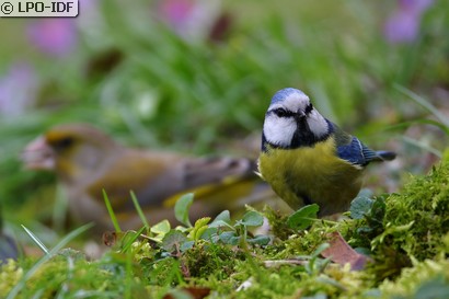 Mésange bleue