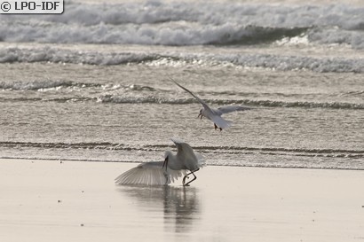 Aigrette garzette