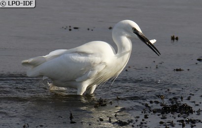 Aigrette garzette
