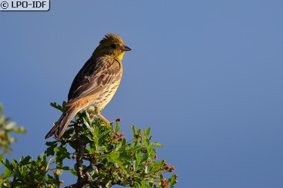 Bruant jaune