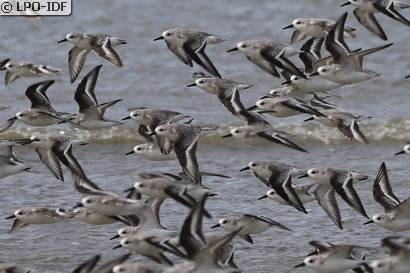 Bécasseau sanderling