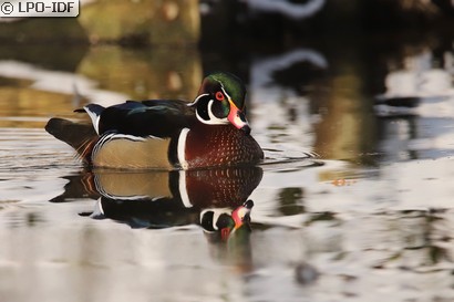 Canard carolin