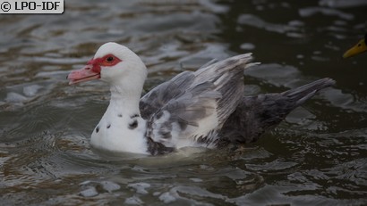 Canard de Barbarie