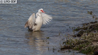 Canard de Barbarie