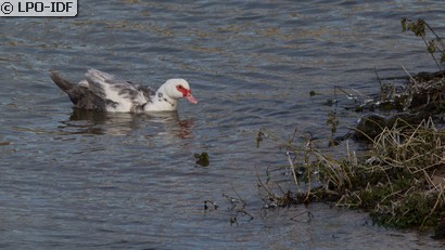 Canard de Barbarie