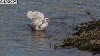 Canard de Barbarie