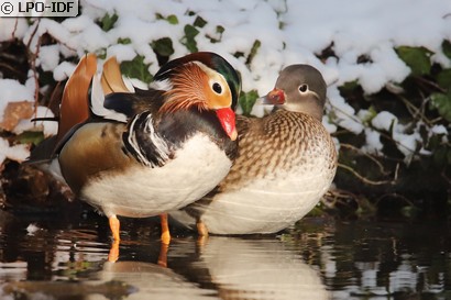 Canard mandarin