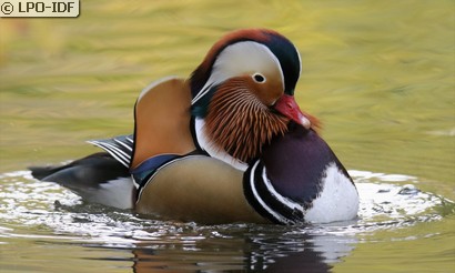 Canard mandarin