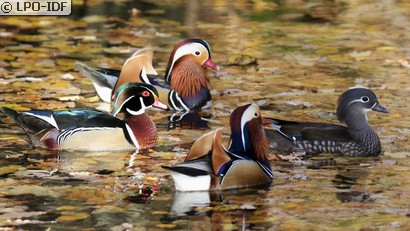 Canard mandarin
