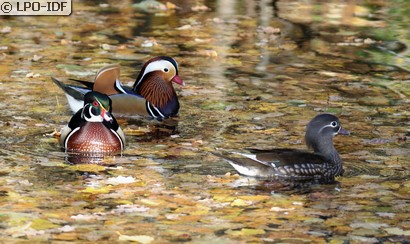 Canard mandarin