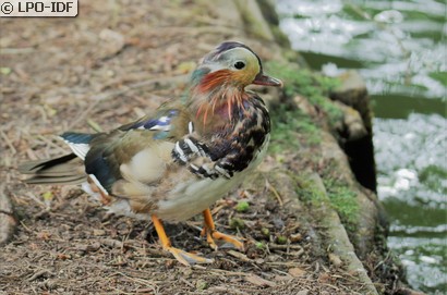 Canard mandarin