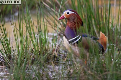 Canard mandarin