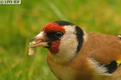Chardonneret élégant