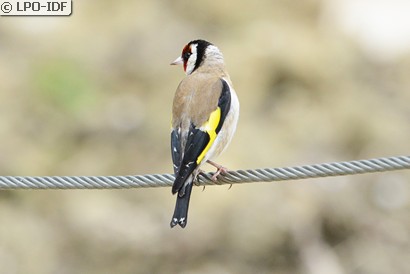 Chardonneret élégant