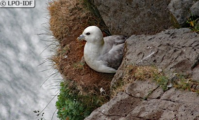 Fulmar boréal