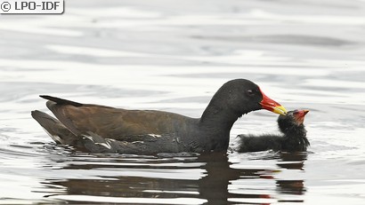 Gallinule poule-d'eau