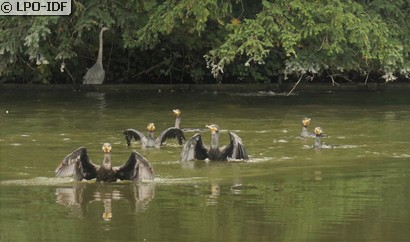 Grand Cormoran