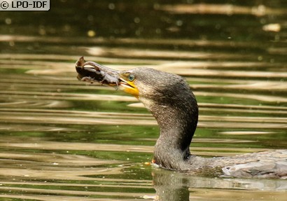 Grand Cormoran