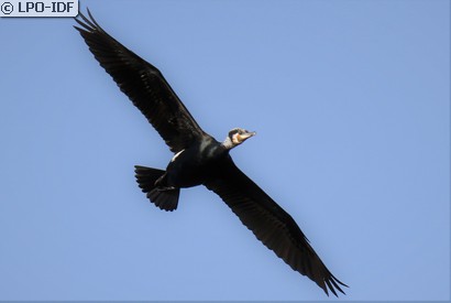 Grand Cormoran
