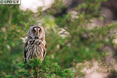 Hibou moyen-duc