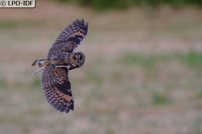 Hibou moyen-duc