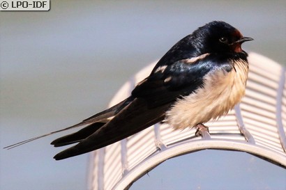 Hirondelle rustique