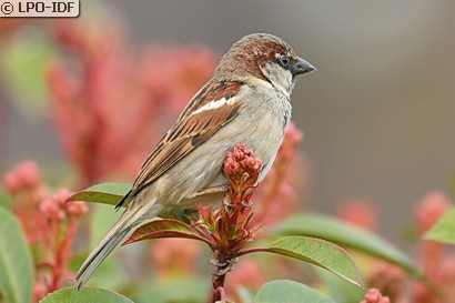 Moineau domestique