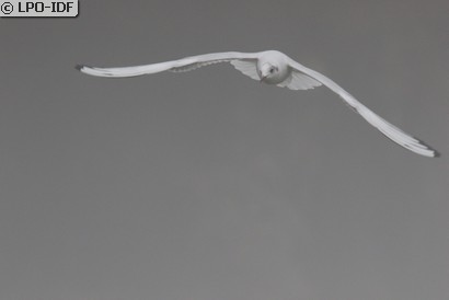 Mouette rieuse