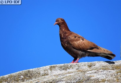 Pigeon biset