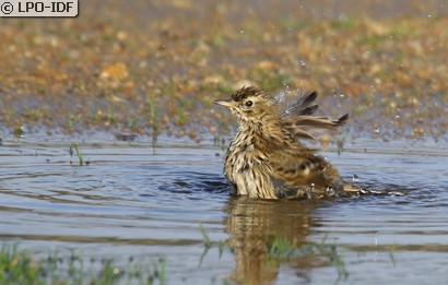 Pipit farlouse