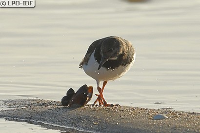 Tournepierre à collier