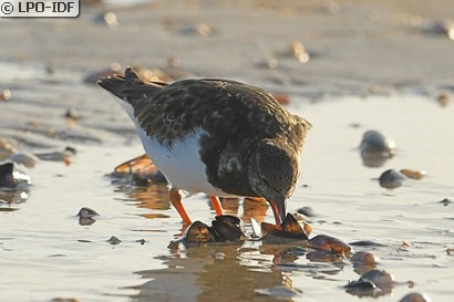 Tournepierre à collier