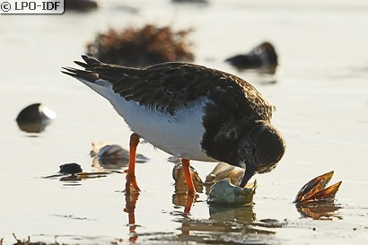 Tournepierre à collier
