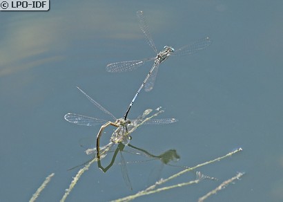 Agrion à larges pattes