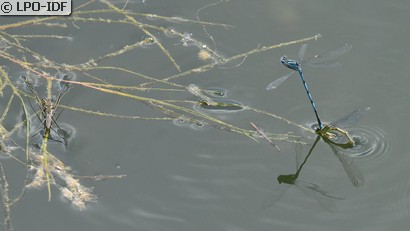 Naïade aux yeux bleus