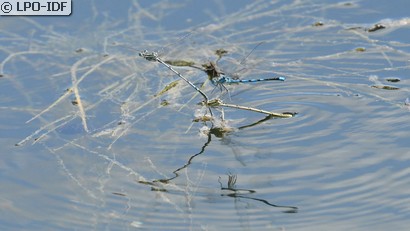 Agrion à larges pattes