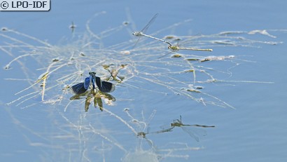 Agrion à larges pattes