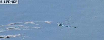 Naïade aux yeux bleus