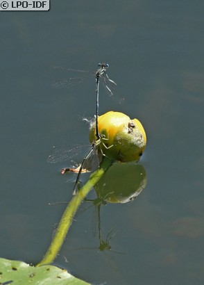 Agrion à larges pattes