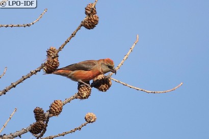 Bec-croisé des sapins