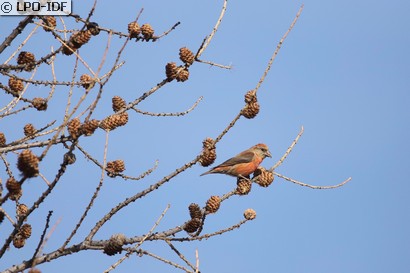 Bec-croisé des sapins