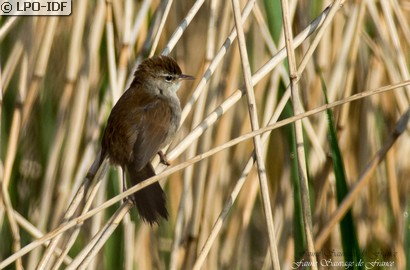 Bouscarle de Cetti