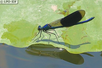 Caloptéryx éclatant