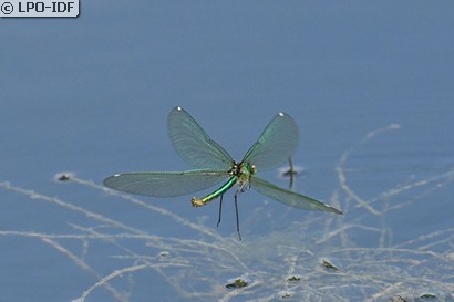 Caloptéryx éclatant