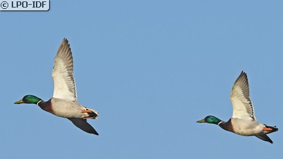 Canard colvert