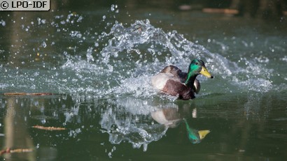Canard colvert